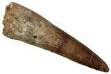 Bargain, Fossil Spinosaurus Tooth - Real Dinosaur Tooth #340344-1